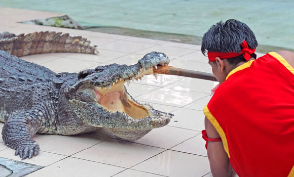 The Million Years Stone Park and Pattaya Crocodile Farm