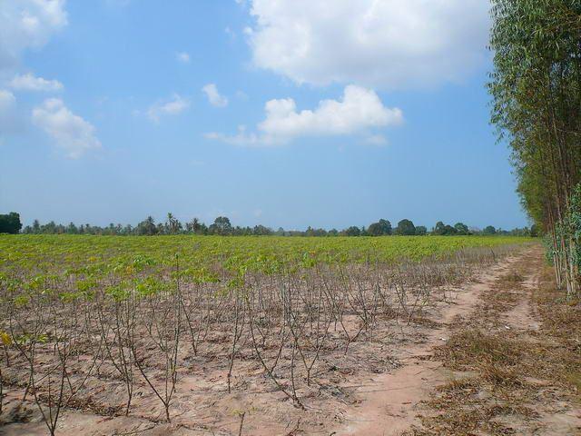 Land for sale in Nongpalai showing the flat land Land for sale in Nongpalai showing the flat land