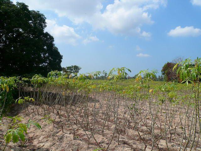 Land for sale in Nongpalai ideal for development Land for sale in Nongpalai ideal for development
