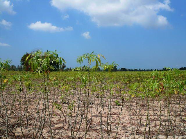 Land for sale in Nongpalai ideal for housing development Land for sale in Nongpalai ideal for housing development