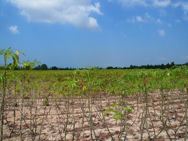 Land for sale in Nongpalai ideal for villa development Land for sale in Nongpalai ideal for villa development
